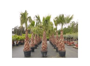 4251740121456 - XXL Washingtonia Robusta Premium 340-400 cm XXL Stamm 165-180 cm Petticoat Palme winterhart