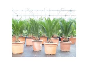 4251740121487 - Palmfarn 80 - 100 cm Cycas Revoluta Sagopalme Palme innen + außen 35 - 45 cm Stammumfang