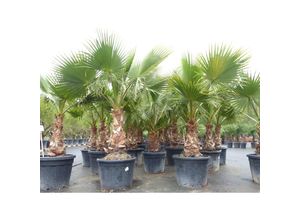 4251740121524 - Washingtonia Robusta 160-180 cm XXL Stamm 50-65 cm Petticoat Palme winterhart