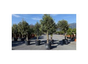 4251740121722 - 3 Stück Olivenbaum Olive 20 Jahre beste Qualität Stammumfang 20 - 30 cm winterhart Olea Europaea