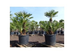 4251740121777 - Palmengruppe Palme 180 - 190 cm Chamaerops Humilis Zwergpalme winterhart bis -12°C