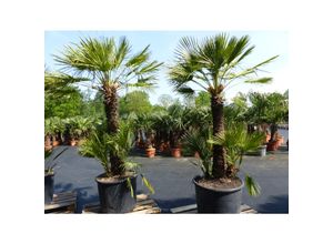 4251740121784 - Palmengruppe Palme 230 - 260 cm Chamaerops Humilis Zwergpalme winterhart bis -12°C