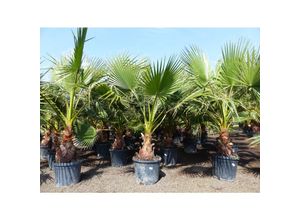 4251740121791 - Washingtonia Robusta 140 - 170 cm XL Stammumfang 60 - 80 cm Petticoat Palme winterhart