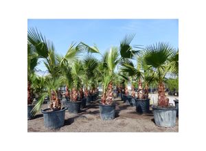 4251740121814 - Washingtonia Robusta Premium 230-260 cm XXL Stamm 70 - 90 cm Petticoat Palme winterhart