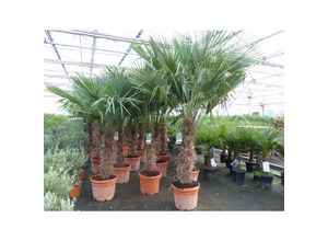 4251740121913 - 5 Stück 45L Trachycarpus Fortunei Palme winterhart 200 - 250 cm