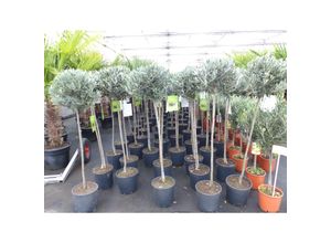 4251740122088 - Olivenbaum Olive 140 - 150 cm Hochstamm beste Qualität winterhart