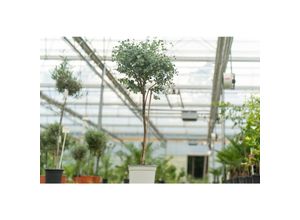 4251740122095 - Eucalyptus Gunni Stamm Eukalyptusbaum 110 - 120 cm Pflanze winterhart