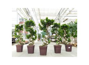 4251740122125 - Ficus Ginseng Bonsai 100 - 110 cm Feng Shui Zimmerpflanze in Bonsaischale