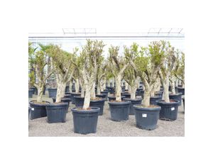 4251740122224 - XL knorriger alter Punica Granatum 180 - 220 cm Granatapfelbaum Obstbaum Obst