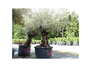 4251740122279 - exakt dieser Baum Nr 24H 330 cm Olivenbaum Bonsai knorrige alte urige Olive winterhart