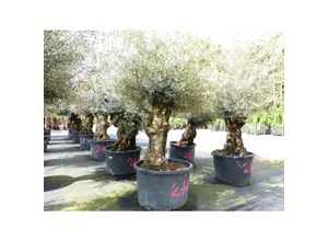 4251740122293 - exakt dieser Baum Nr 24I 300 cm Olivenbaum Bonsai knorrige alte urige Olive winterhart