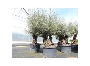 4251740122323 - exakt dieser Baum Nr 24L 260 cm Olivenbaum Bonsai knorrige alte urige Olive winterhart