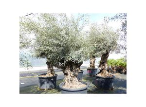 4251740122330 - exakt dieser Baum Nr 24M 300 cm Olivenbaum Bonsai knorrige alte urige Olive winterhart