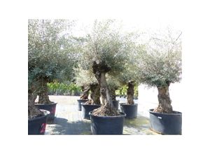 4251740122354 - exakt dieser Baum Nr 24N 290 cm Olivenbaum Bonsai knorrige alte urige Olive winterhart