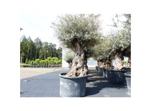 4251740122361 - exakt dieser Baum Nr 24O 250 cm Olivenbaum Bonsai knorrige alte urige Olive winterhart