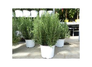 4251740122408 - 5 Stück echter Rosmarin Officinalis 80-90cm Höhe XL Busch Ø 45-55 cm stehend winterhart Kräuter