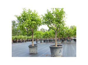 4251740122439 - Zitrus Zitronenbaum Zitrone Citrus Limon Limone 170 - 200 cm Zitruspflanze