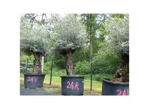 4251740122613 - exakt dieser Baum Nr 24R 290 cm Olivenbaum Bonsai knorrige alte urige Olive winterhart