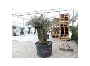 4251740122620 - exakt dieser Baum Nr 24T 230 cm Olivenbaum Bonsai knorrige alte urige Olive winterhart