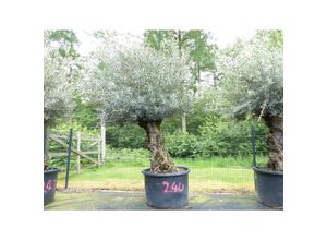 4251740122637 - exakt dieser Baum Nr 24U 280 cm Olivenbaum Bonsai knorrige alte urige Olive winterhart