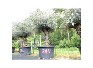 4251740122644 - exakt dieser Baum Nr 24V 290 cm Olivenbaum Bonsai knorrige alte urige Olive winterhart