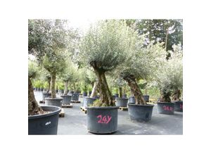 4251740122651 - exakt dieser Baum Nr 24Y 290 cm Olivenbaum Bonsai knorrige alte urige Olive winterhart