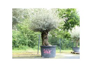 4251740122675 - exakt dieser Baum Nr 24X 240 cm Olivenbaum Bonsai knorrige alte urige Olive winterhart