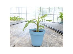 4251740122897 - Bananenstaude Banane Grand-Naine-acuminata-Banane 40-50 cm Chiquita Banane Staude