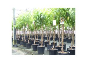 4251740123009 - Plattpfirsich Pfirsich 170 - 180 cm Pfirsichbaum XL Stamm Prunus persica var platycarpa