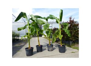 4251740123078 - 4 Stück Bananenstaude Banane Musa Basjoo 230 cm winterhart Staude japanische Faserbanane