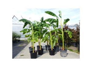 4251740123092 - 8 Stück Bananenstaude Banane Musa Basjoo 230 cm winterhart Staude japanische Faserbanane