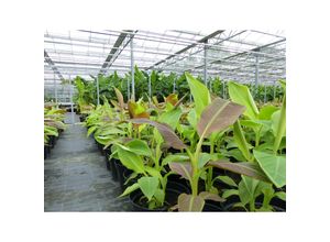 4251740123153 - Bananenstaude Banane Musa-acuminata-Siam-Ruby Banane 80 - 100 cm Banane Staude