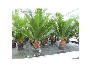 4251740123221 - Cycas Revoluta 80 cm Palmfarn Sagopalme Palme innen + außen