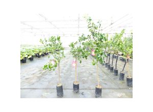 4251740123344 - Zitrus Zitronenbaum Zitrone Citrus Limon Limone 160 - 170 cm Zitruspflanze