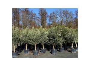 4251740124235 - 6x Olivenbaum Olive 20 Jahre 180 - 220 cm beste Qualität Stammumfang 20 - 30 cm winterhart Olea Europaea