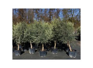 4251740124396 - 8x Olivenbaum Olive 20 Jahre 180 - 220 cm beste Qualität Stammumfang 20 - 30 cm winterhart Olea Europaea