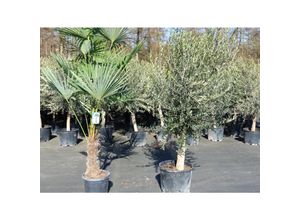 4251740124402 - Olivenbaum 20J 180 - 220 cm St20-30 + 20L Palme St40 - 60 cm im Set beste Qualität winterhart Trachycarpus Olive 4251740124402 - Olivenbaum 20J 180 - 220 cm St20-30 + 20L Palme St40 - 60 cm im Set beste Qualität winterhart Trachycarpus Olive