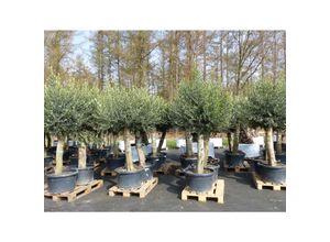 4251740124433 - 2x Olivenbaum Olive 60 Jahre 200 - 240 cm beste Qualität Stammumfang 40 - 50 cm winterhart Olea Europaea