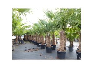 4251740124853 - 2 Stück Trachycarpus fortunei 70 - 100 cm Stamm 210 - 250 cm Hanfpalme winterharte Palme bis -18°C