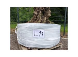 4251740125263 - genau dieser Baum L11 Olivenbaum 225 cm knorrige alte urige Olive winterhart