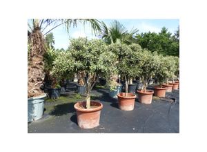 4251740125454 - Olivenbaum 140 - 180 cm mit vielen Oliven winterhart Olea Europaea Bonsai 4251740125454 - Olivenbaum 140 - 180 cm mit vielen Oliven winterhart Olea Europaea Bonsai