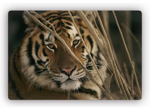 4260287145719 - Glasbild WALL-ART Tiger Bilder Gr B H 60 cm x 40 cm braun Glasbilder Bilder 6040 cm oder 10070