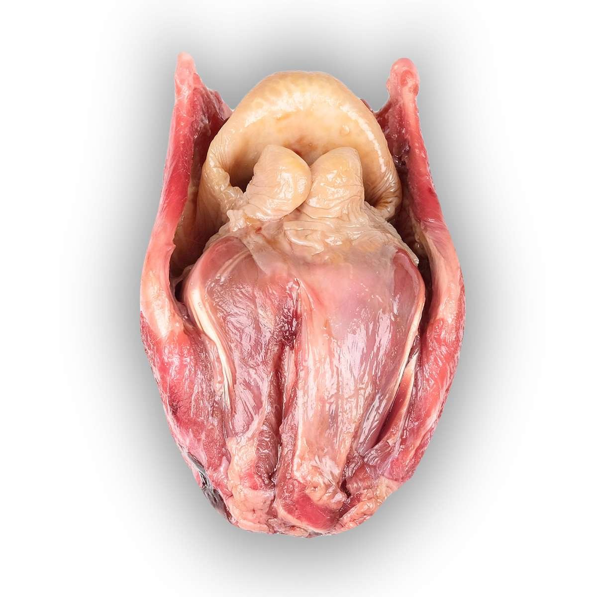 4260396660264 - Frischer Rinderkehlkopf für Hunde - 100 % natürlicher Snack 4260396660264 - Frischer Rinderkehlkopf für Hunde - 100 % natürlicher Snack