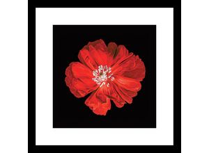 4260664198932 - Glasbild Red Poppy I