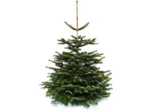 4260745370004 - Echter Weihnachtsbaum WEIHNACHTSBAUMLAND Echte Premium-Nordmanntanne Weihnachtsdeko aussen Weihnachtsbäume Gr 48 100 cm bis 120 cm grün (tannengrün)