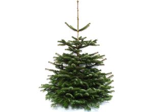 4260745370042 - Echter Weihnachtsbaum WEIHNACHTSBAUMLAND Echte Premium-Nordmanntanne Weihnachtsdeko aussen Weihnachtsbäume Gr 48 120 cm bis 140 cm grün (tannengrün)