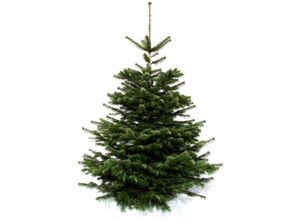 4260745370080 - Echter Weihnachtsbaum WEIHNACHTSBAUMLAND Echte Premium-Nordmanntanne Weihnachtsdeko aussen Weihnachtsbäume Gr 48 150 cm bis 170 cm grün (tannengrün)