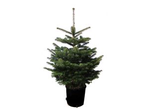 4260745370202 - Echter Weihnachtsbaum WEIHNACHTSBAUMLAND Echte Nordmanntanne zum Einpflanzen Weihnachtsdeko aussen Weihnachtsbäume Gr 48 120 cm bis 140 cm grün (tannengrün) im Topf gewachsen