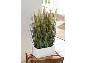 4260772028831 - Dekoleidenschaft - Kunstpflanze Gras 46 cm hoch im Porzellan Topf Ziergras Dekopflanze Dekogras