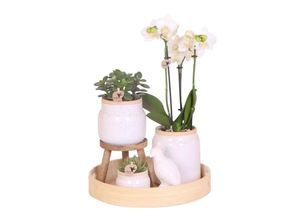 4311527760923 - Kolibri Orchidee Vintage White Geschenkset Höhe 40 cm